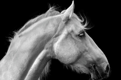 Andalusian-Horse-Profile-1
