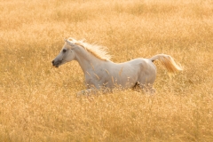 Horse-of-the-Golden-Land-wide