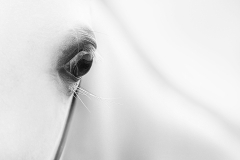 Bengin-Ahmad-Horse-Face-2